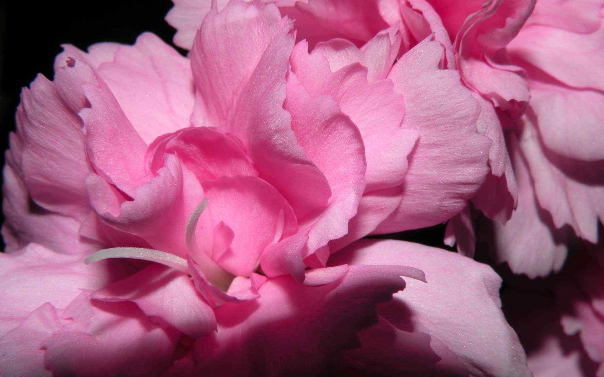 粉色精美花卉壁纸