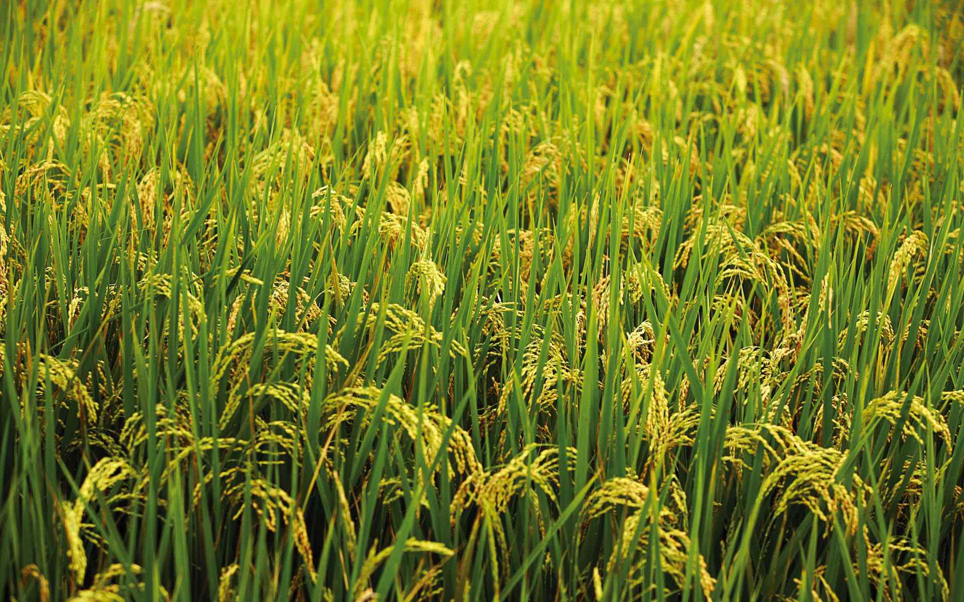 绿色稻田风景壁纸