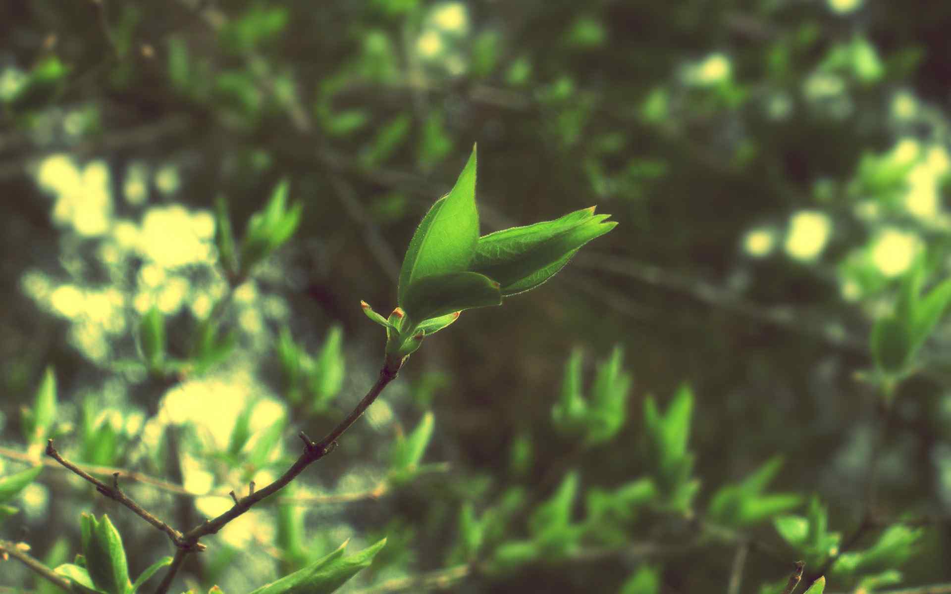 绿色植物摄影壁纸