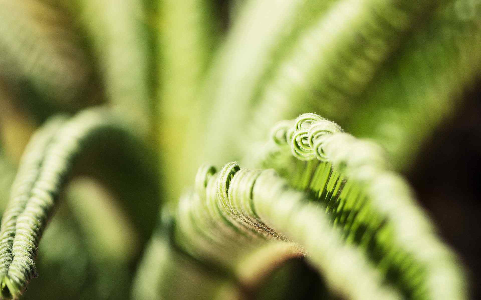 绿色朦胧植物壁纸