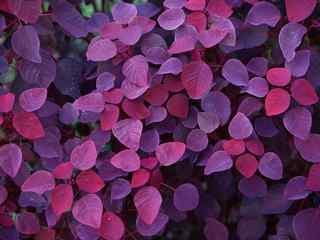 紫色植物叶子壁纸