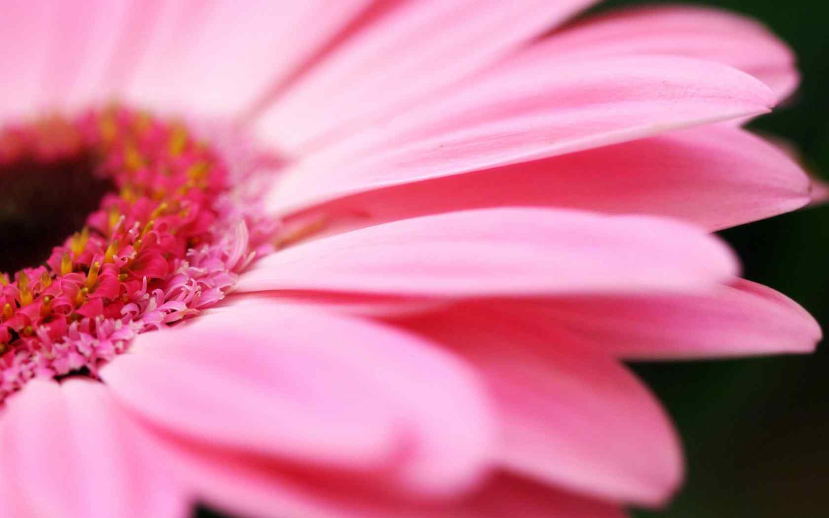 粉色花卉摄影壁纸