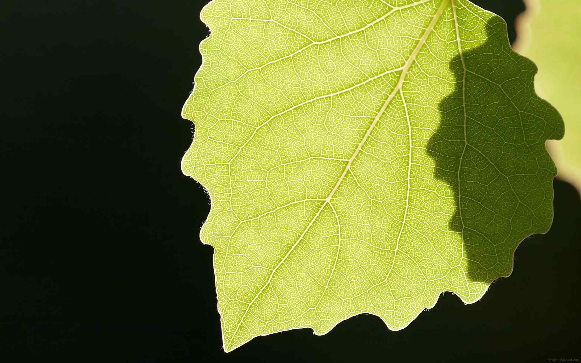 绿色叶子壁纸