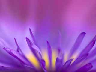 紫色唯美植物摄影