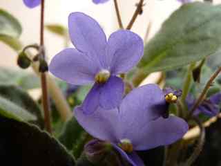 紫罗兰花卉摄影步