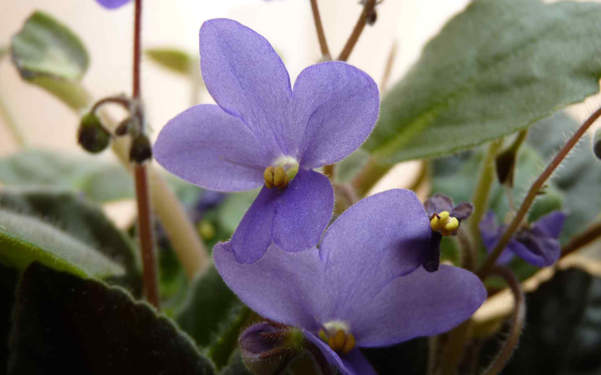 紫罗兰花卉摄影步骤