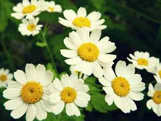 白色菊花精美花卉