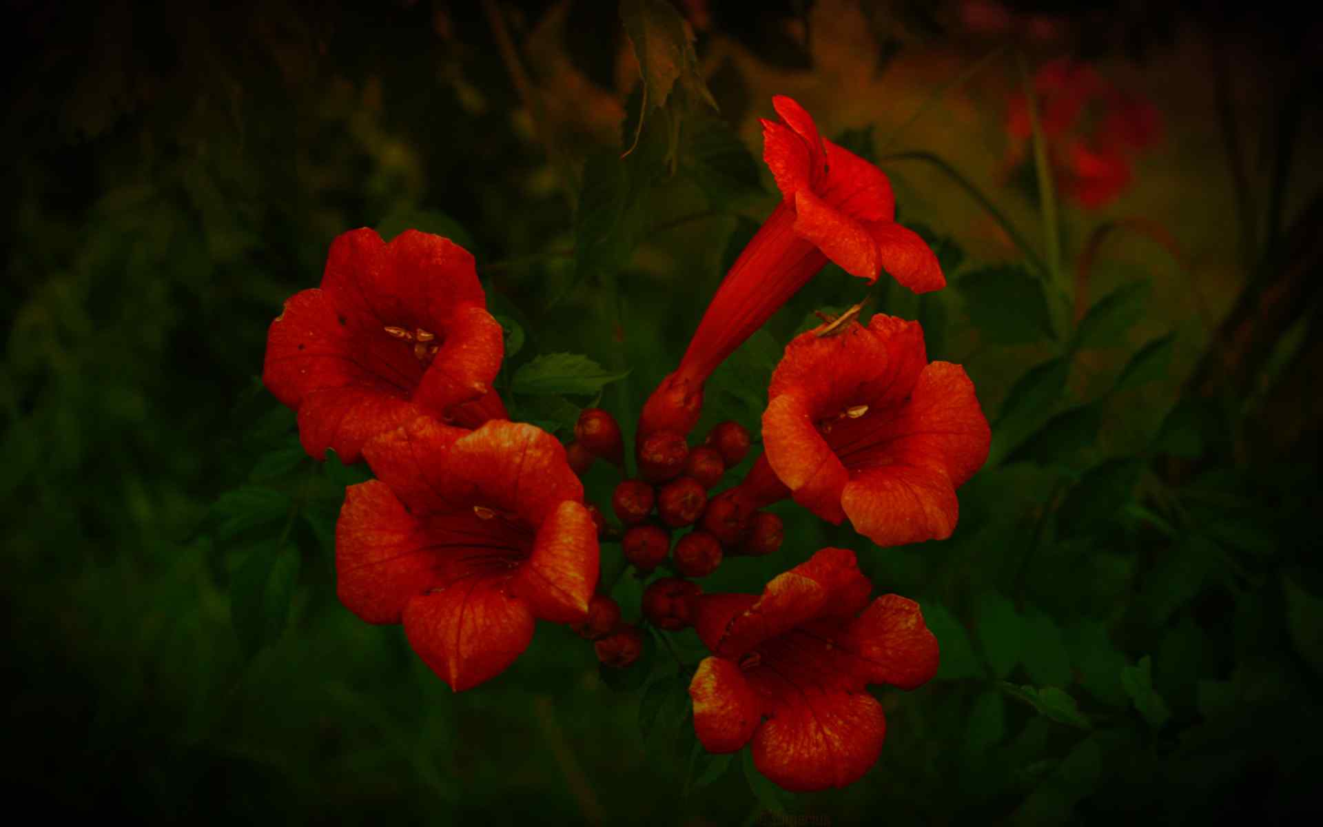 红色花卉精美壁纸