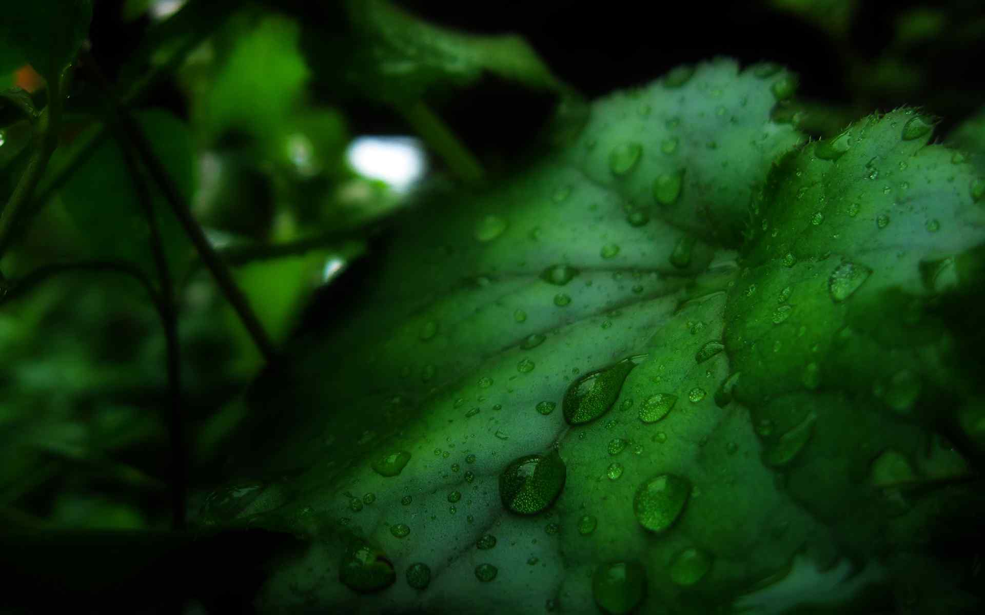 绿色植物摄影壁纸
