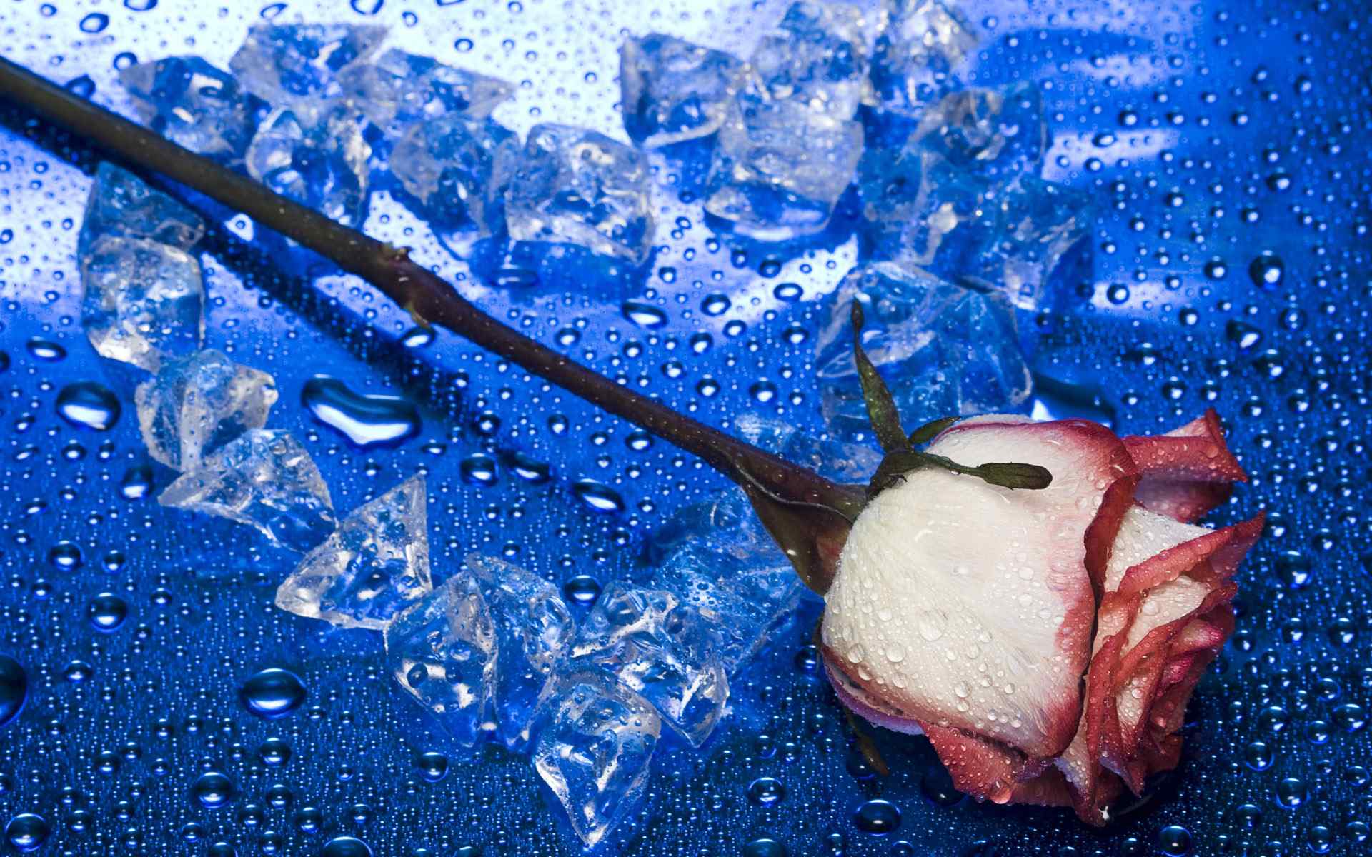 冰点玫瑰精美壁纸