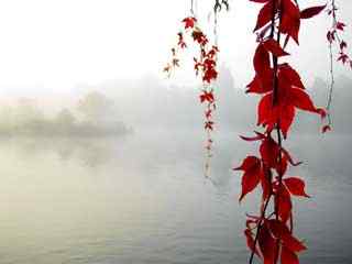 江边红色树叶摄影