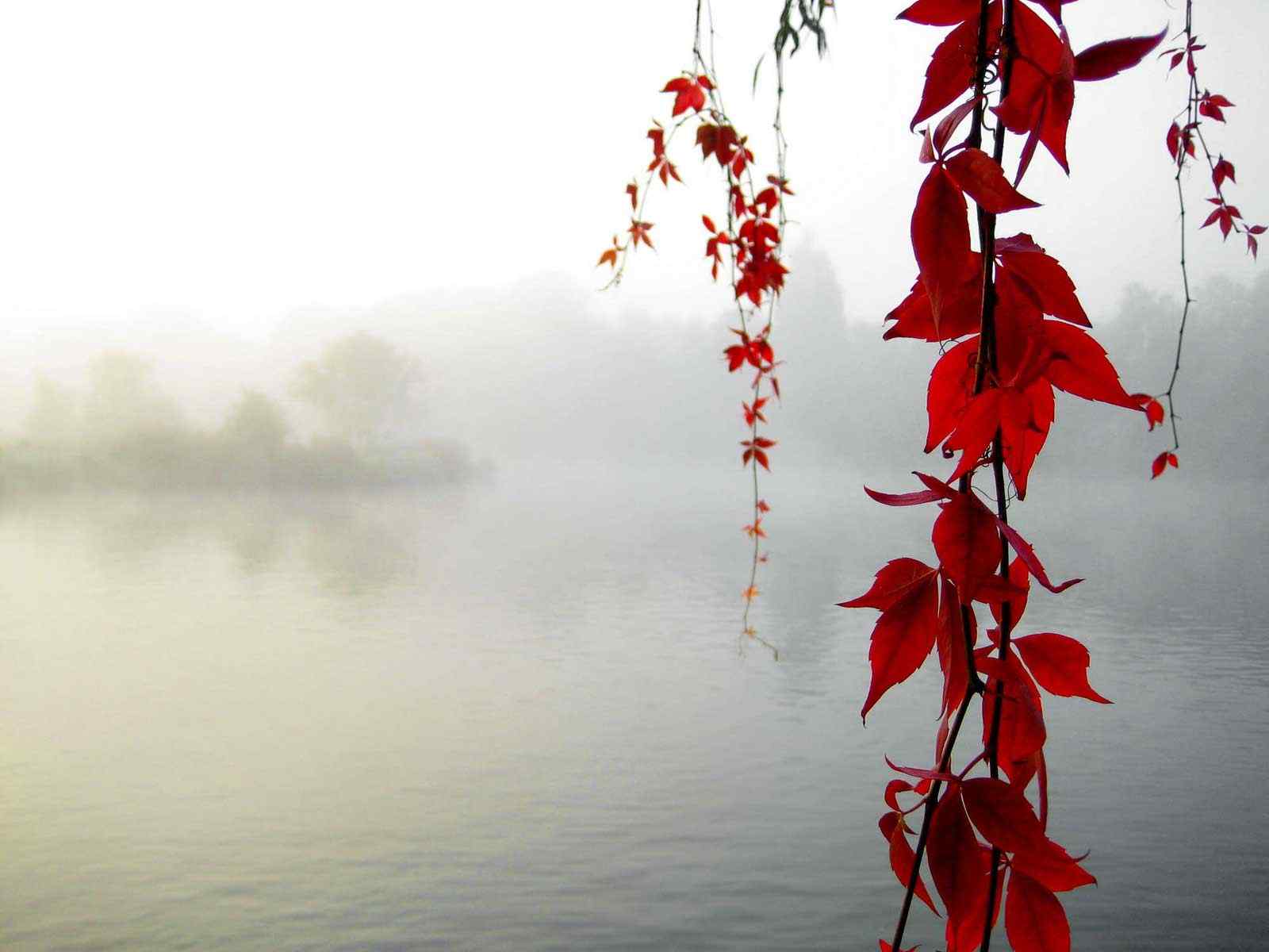 江边红色树叶摄影壁纸