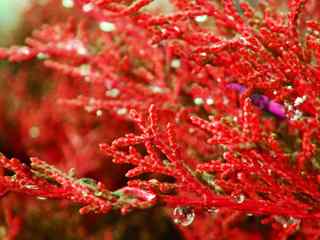 红色艳丽植物壁纸
