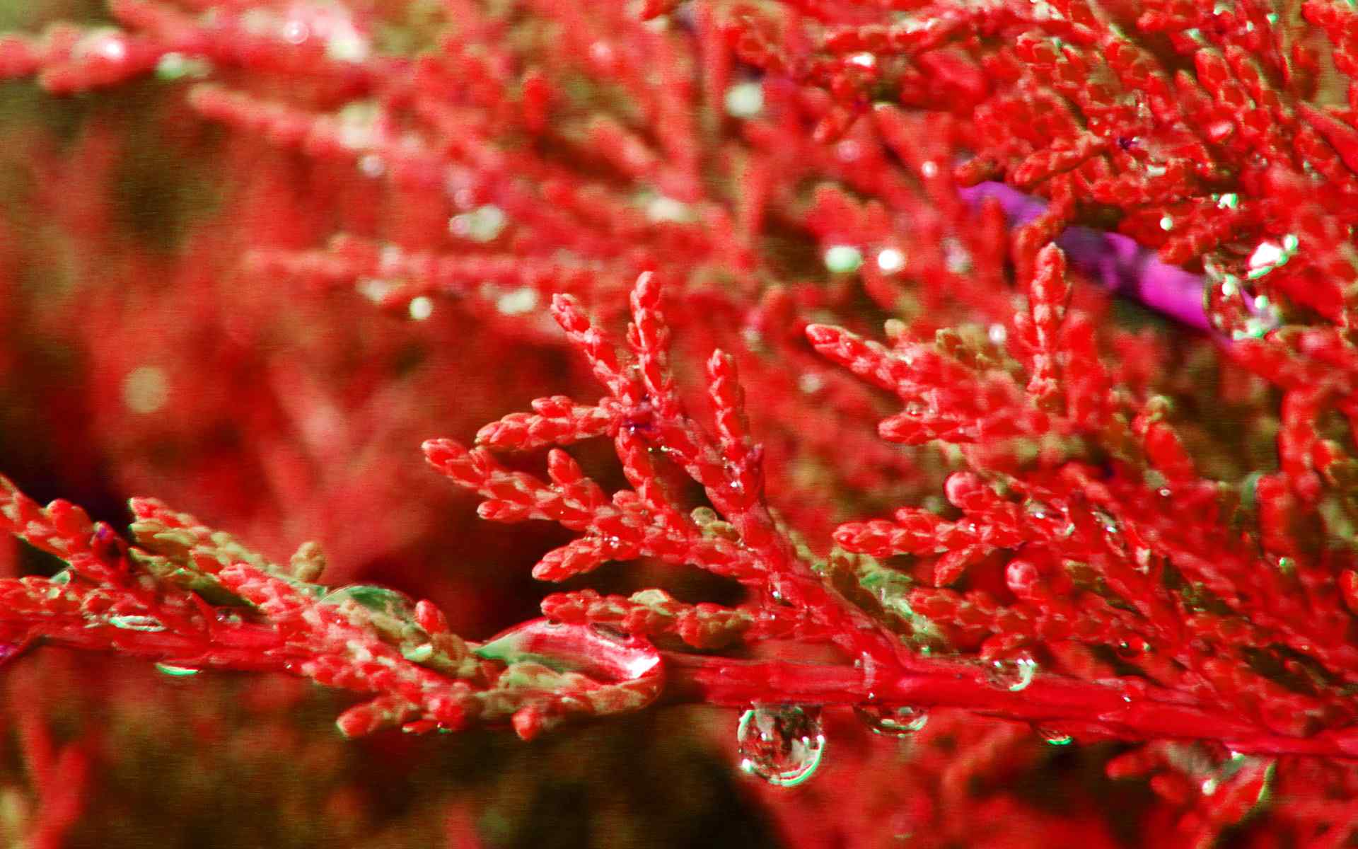 红色艳丽植物壁纸