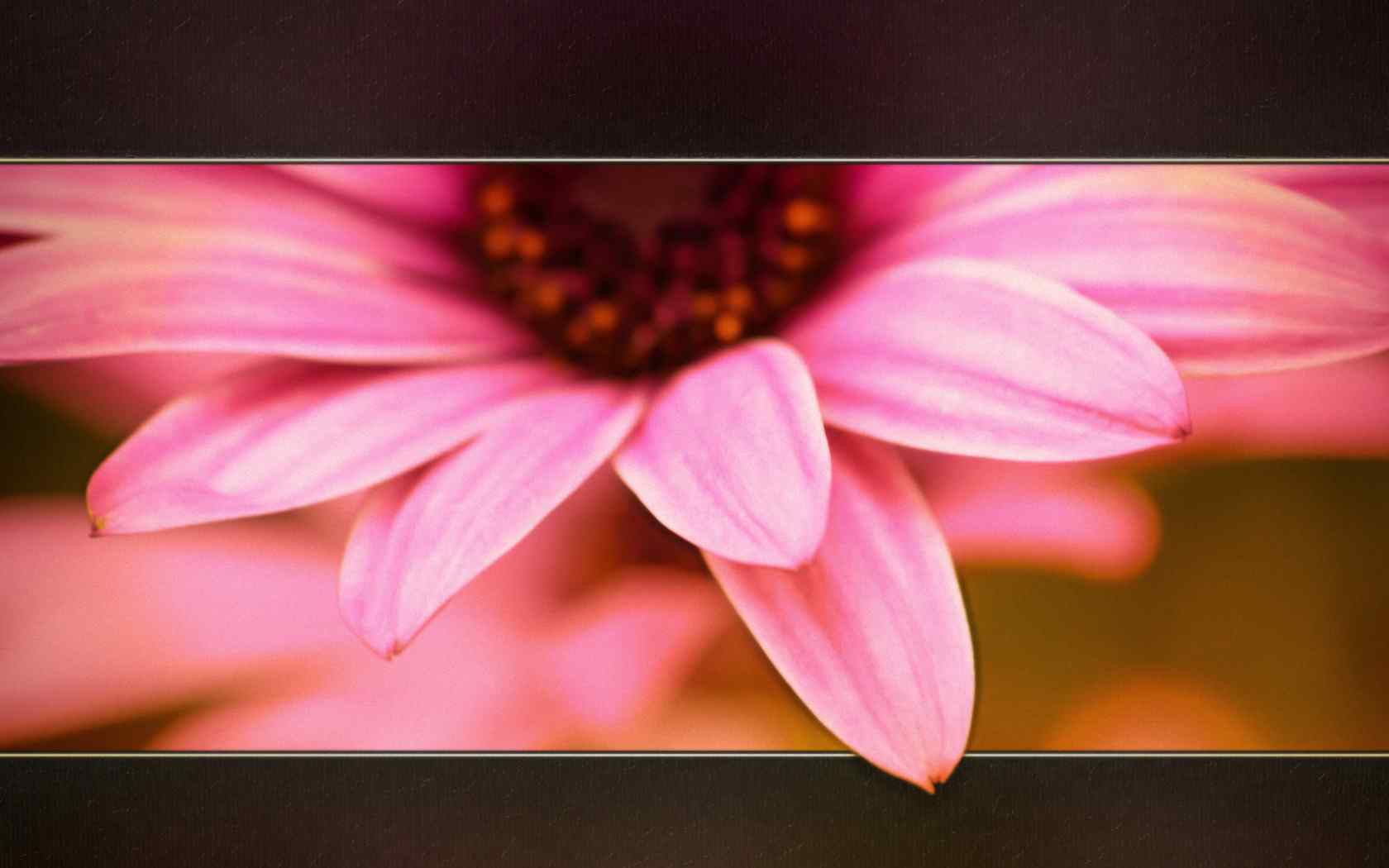 粉色花朵摄影壁纸