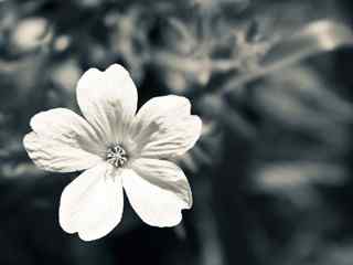 白色花朵摄影壁纸