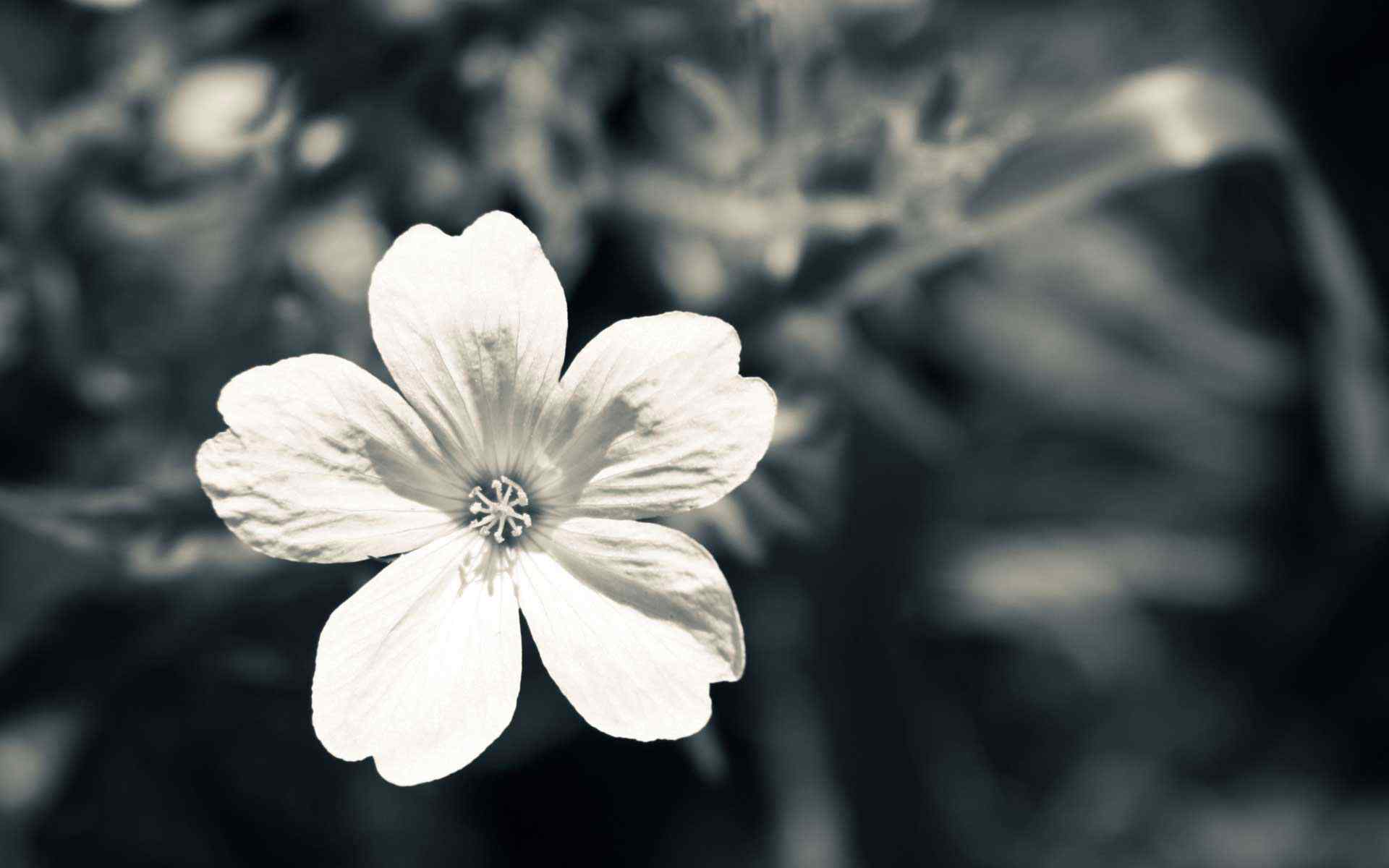 白色花朵摄影壁纸