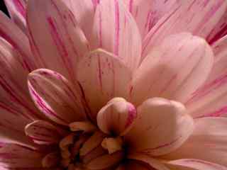 粉色柔美花朵壁纸