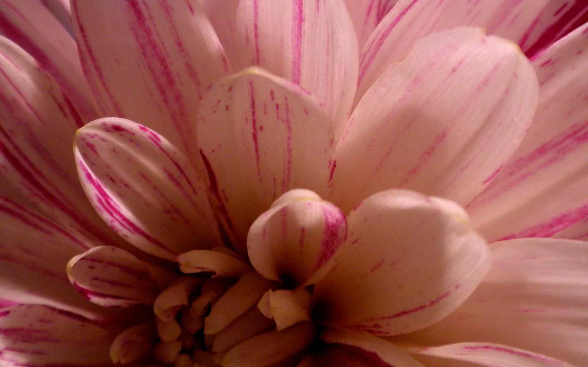 粉色柔美花朵壁纸