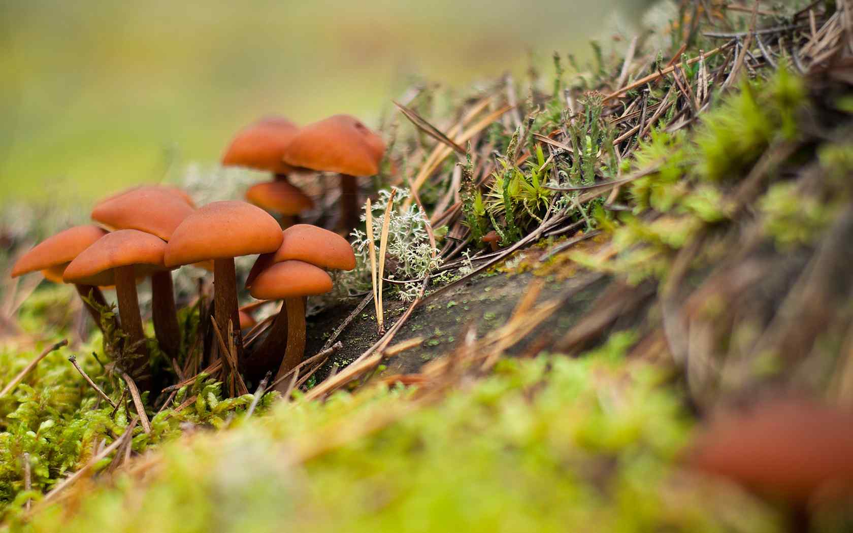 树林蘑菇摄影壁纸