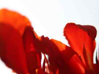 红色花朵摄影壁纸