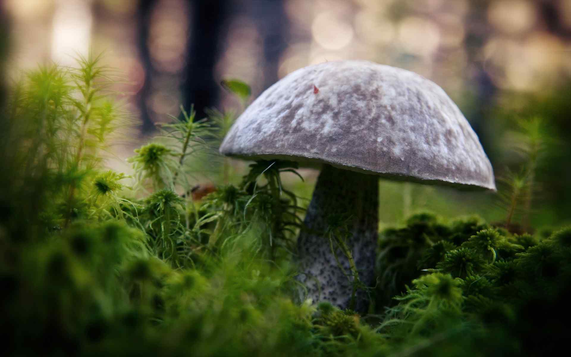 野生蘑菇摄影壁纸