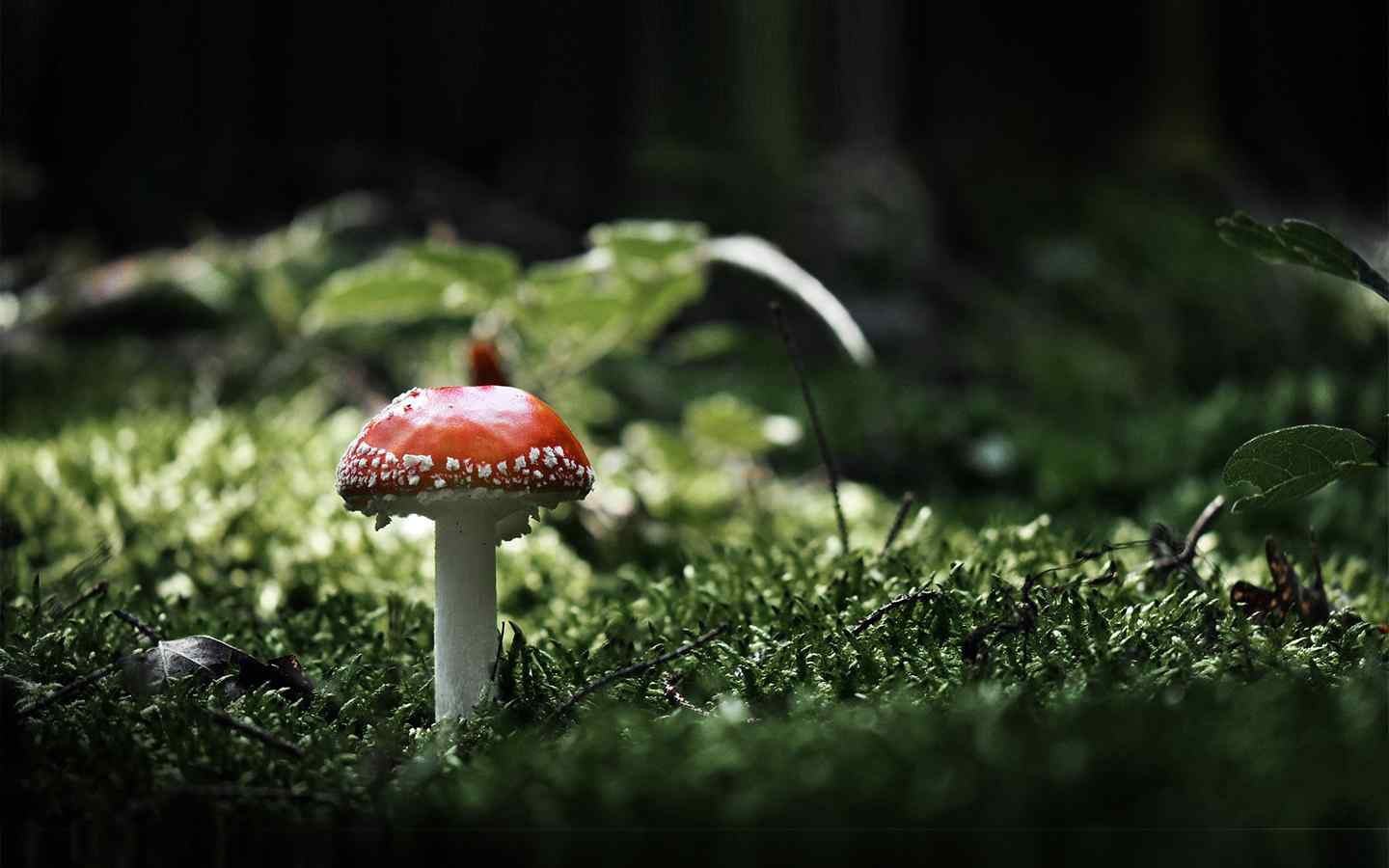 微距蘑菇摄影壁纸