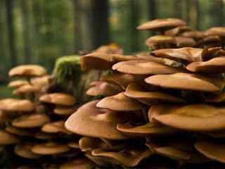 高清森林蘑菇摄影壁纸