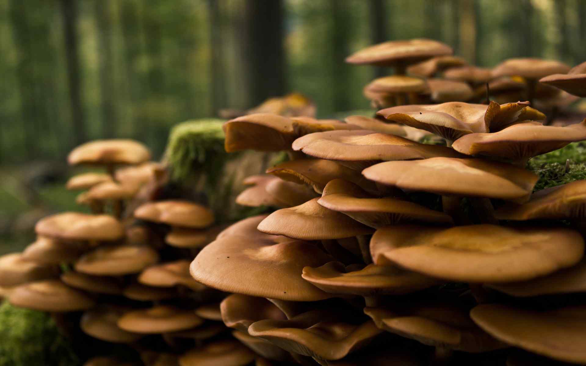 高清森林蘑菇摄影壁纸