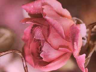 粉色玫瑰摄影壁纸