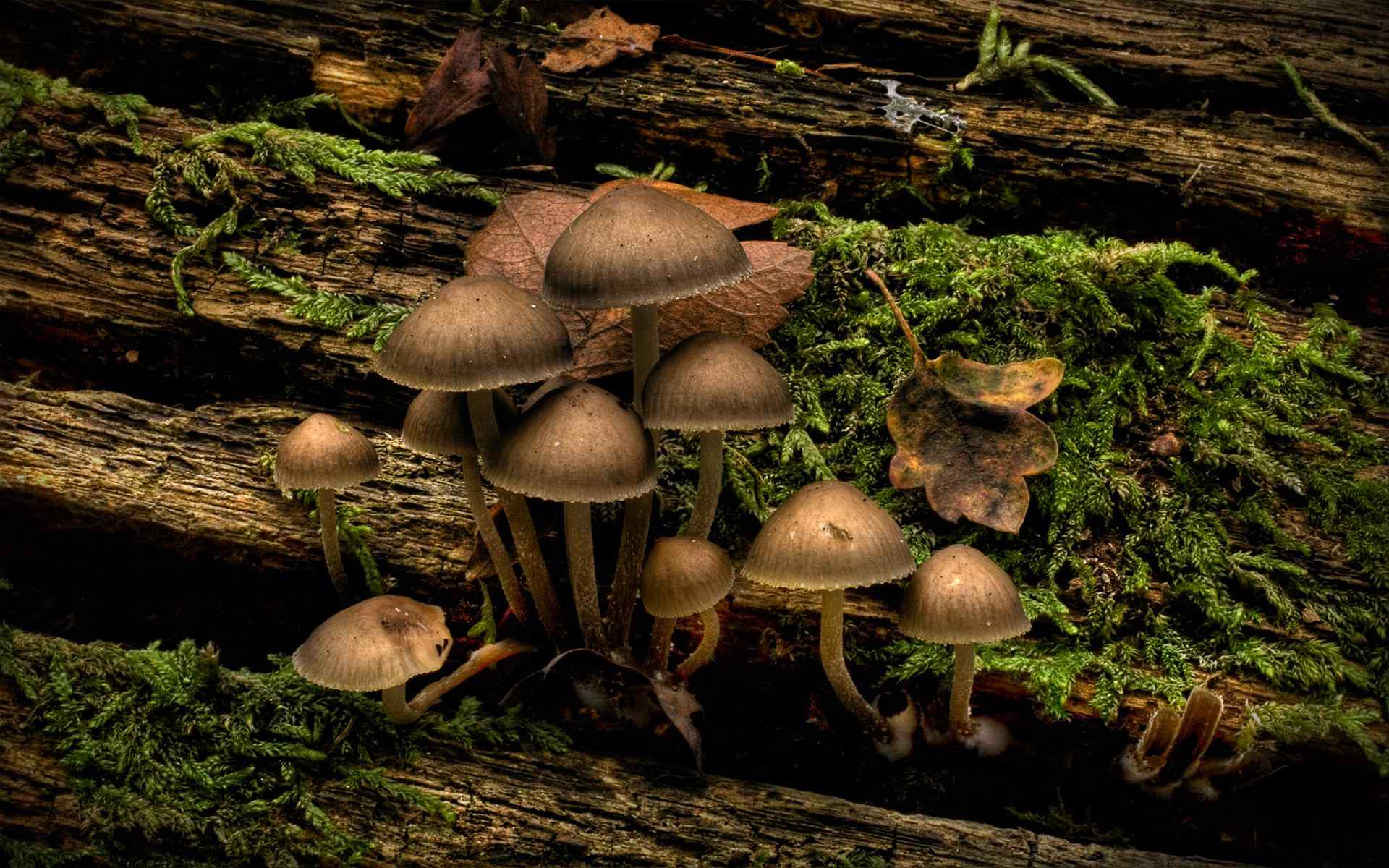 蘑菇摄影壁纸