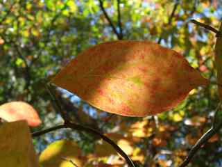 秋季树叶摄影壁纸