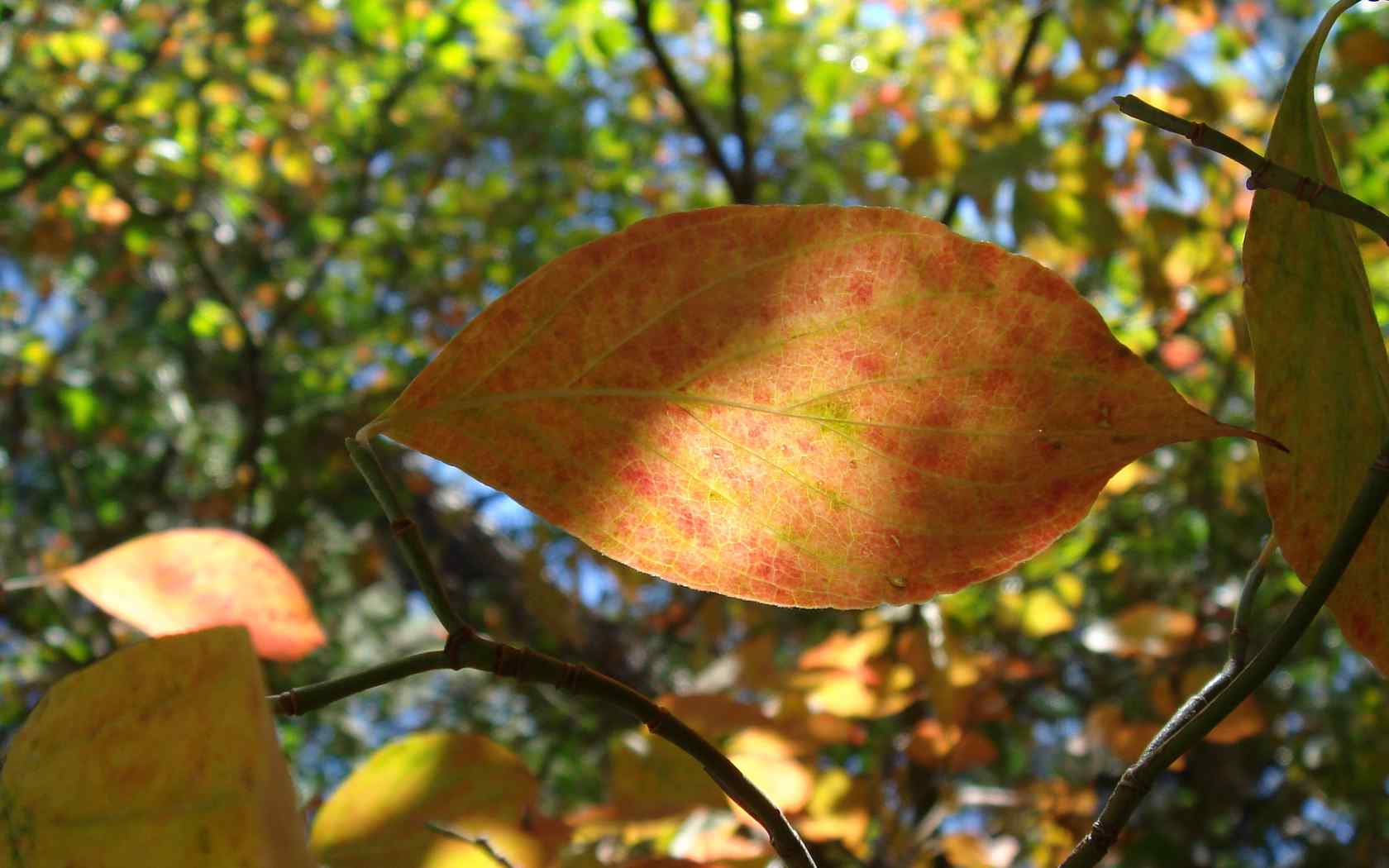 秋季树叶摄影壁纸