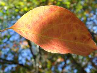 秋季叶子摄影壁纸