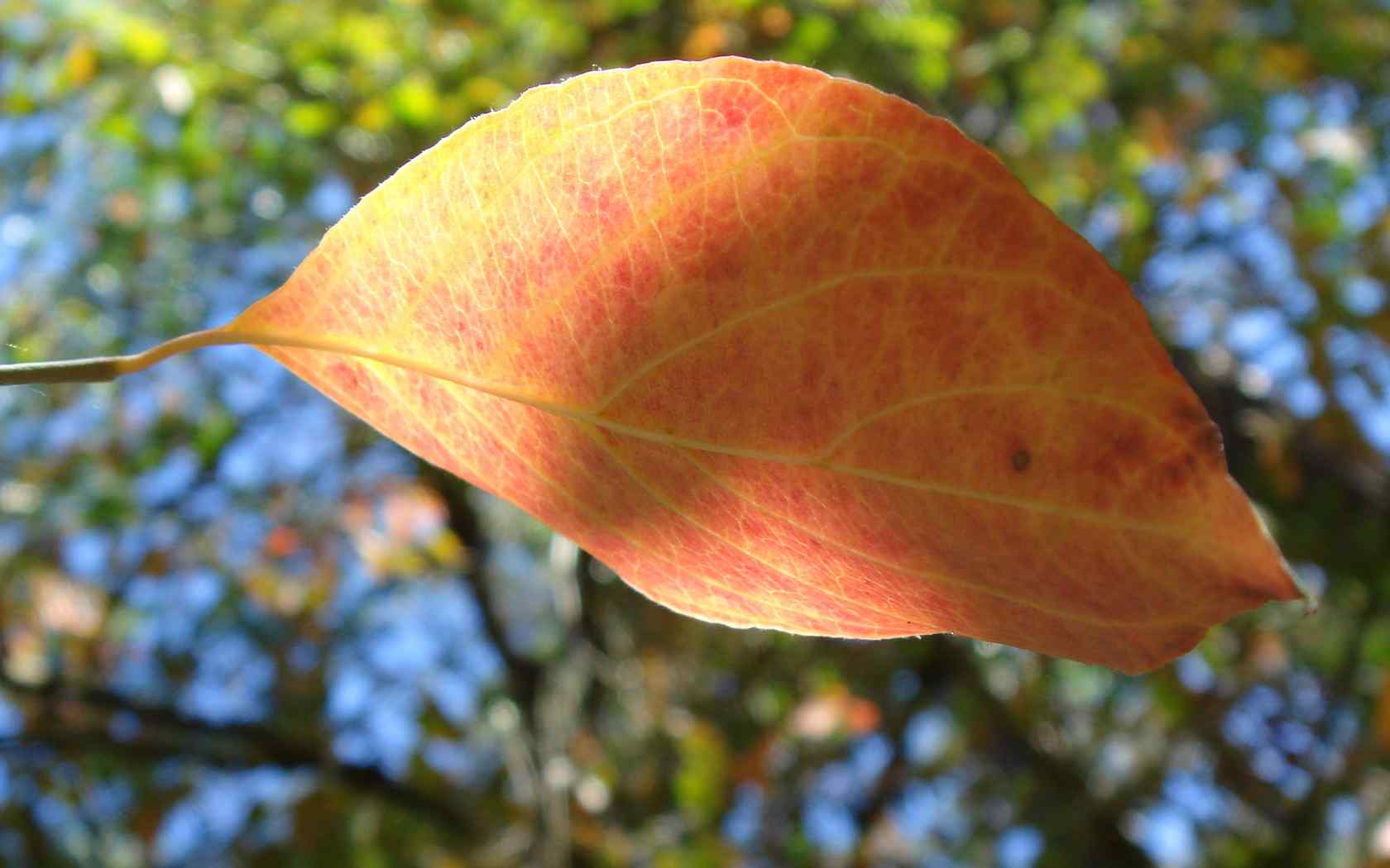 秋季叶子摄影壁纸