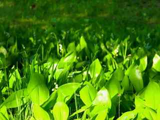 绿色养眼植物壁纸
