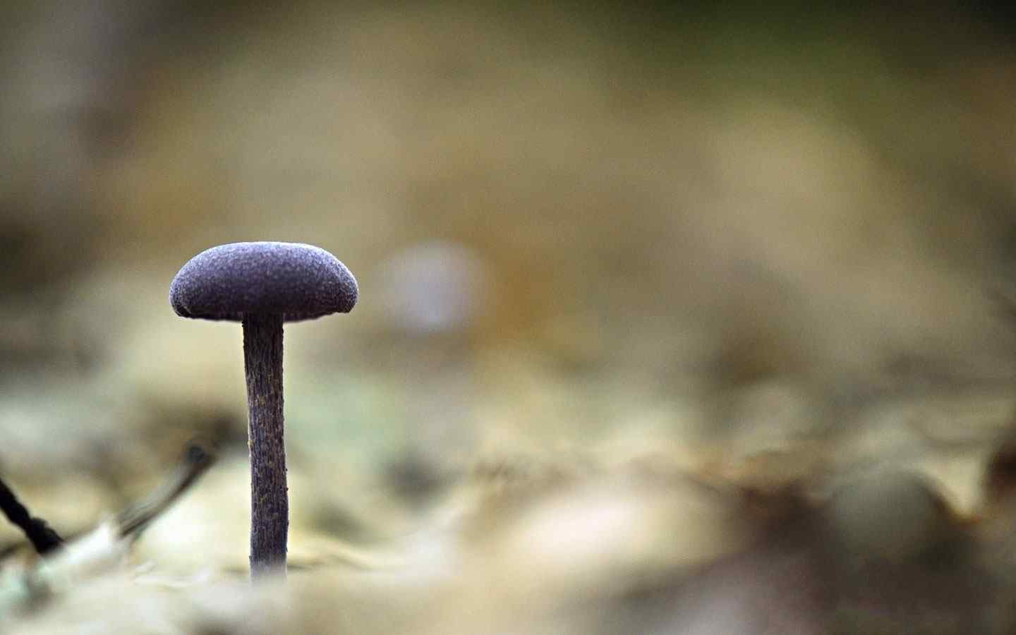 简约蘑菇摄影壁纸