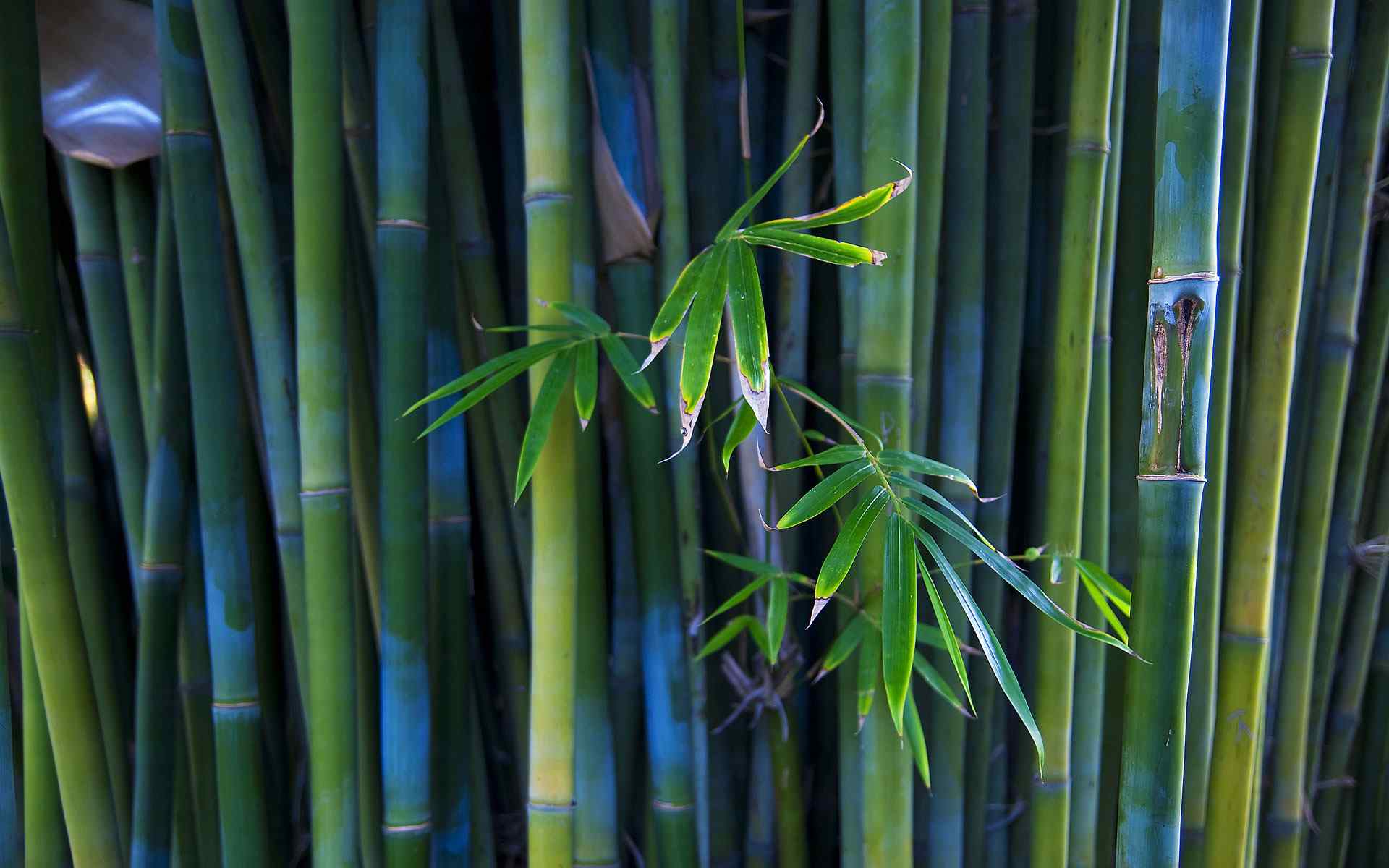 绿色竹林摄影壁纸
