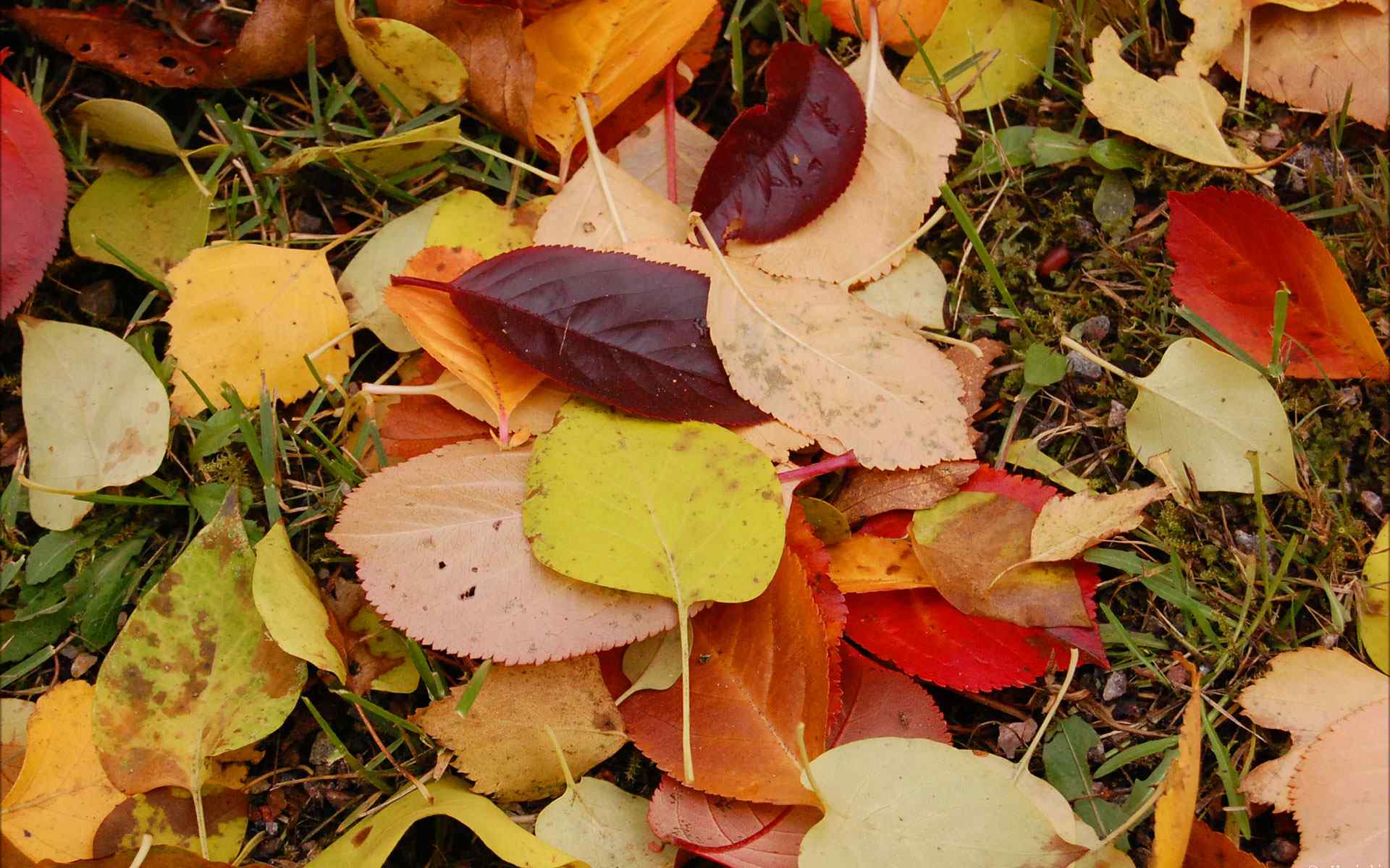 秋季落叶摄影壁纸