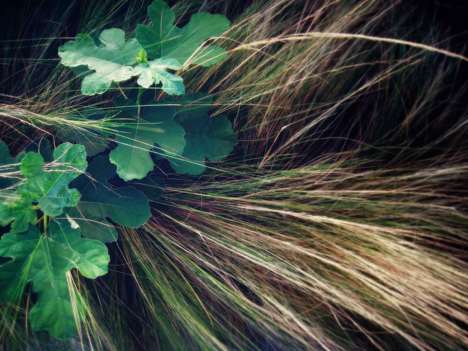 草丛绿叶摄影壁纸