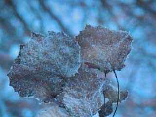 冬季冰霜树叶壁纸