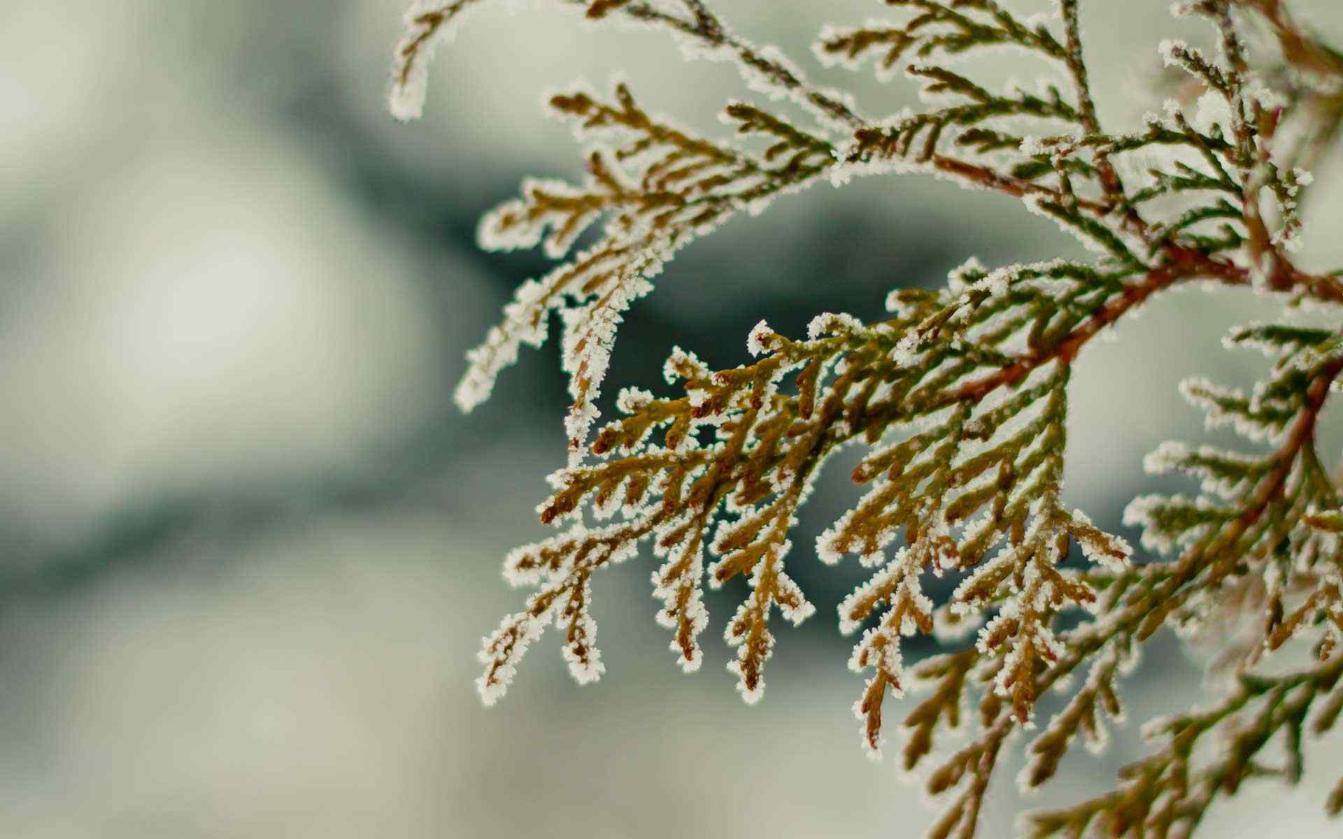冬季植物摄影壁纸