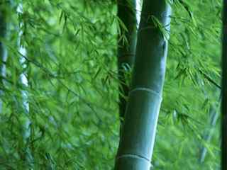 竹之韵摄影壁纸
