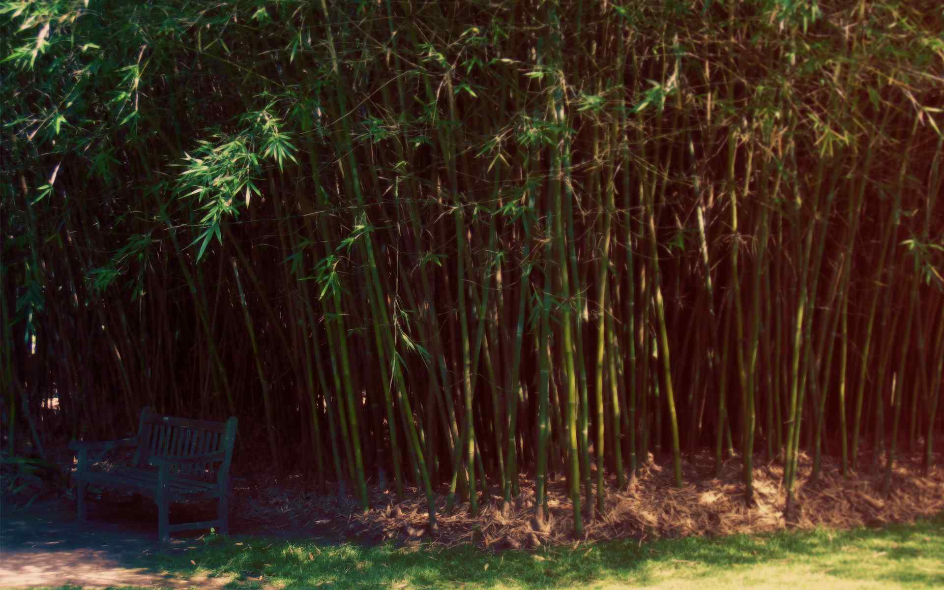 竹林摄影壁纸