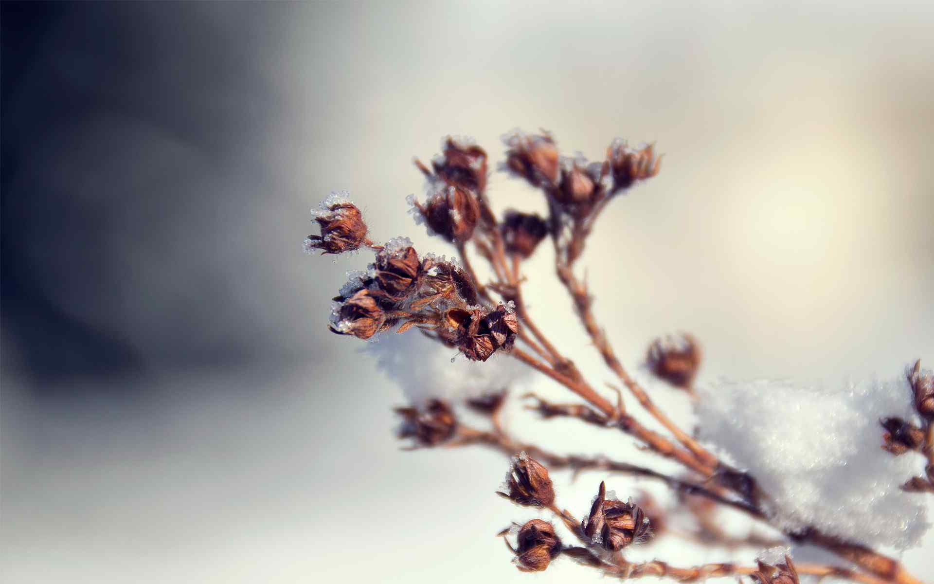 冬季枯萎植物摄影壁纸