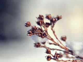 冬季枯萎植物摄影