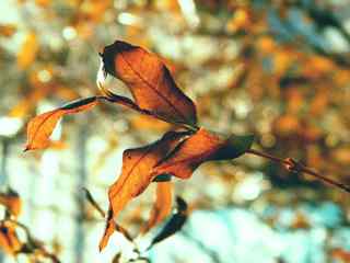 秋季枯叶摄影壁纸