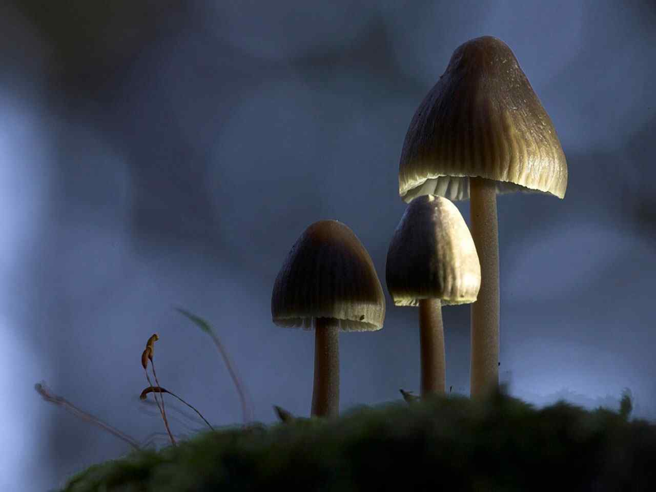 山野蘑菇摄影壁纸