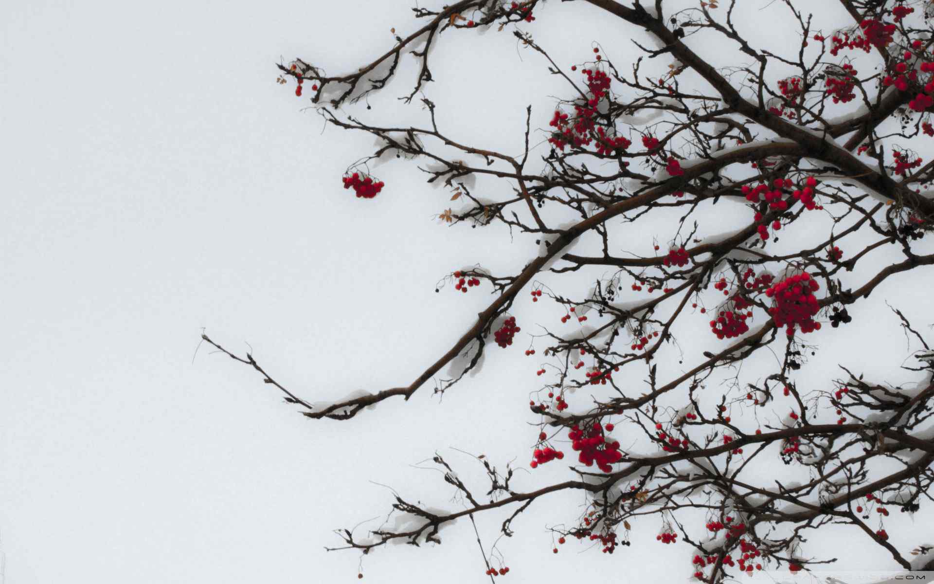 雪景红果摄影壁纸