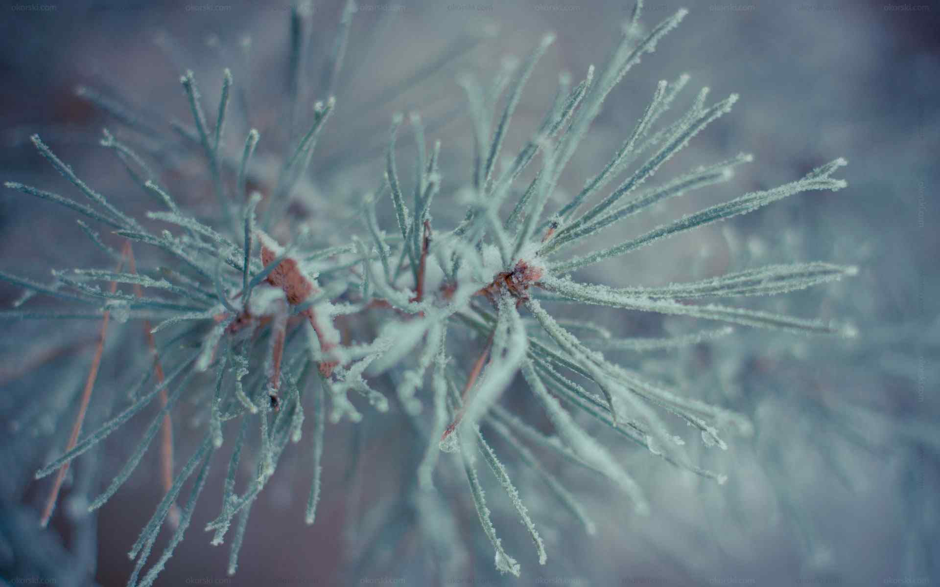 枝叶冰霜摄影壁纸